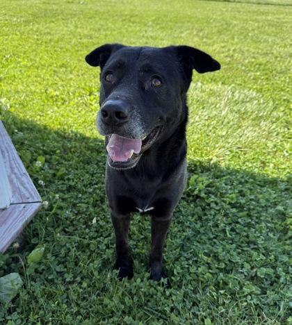 Enlarge Tommy, a Adoptable mixed breed in Columbus, IN image 2/3