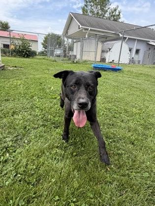 Tommy, Adoptable, Senior Male Mixed Breed & Mixed Breed.