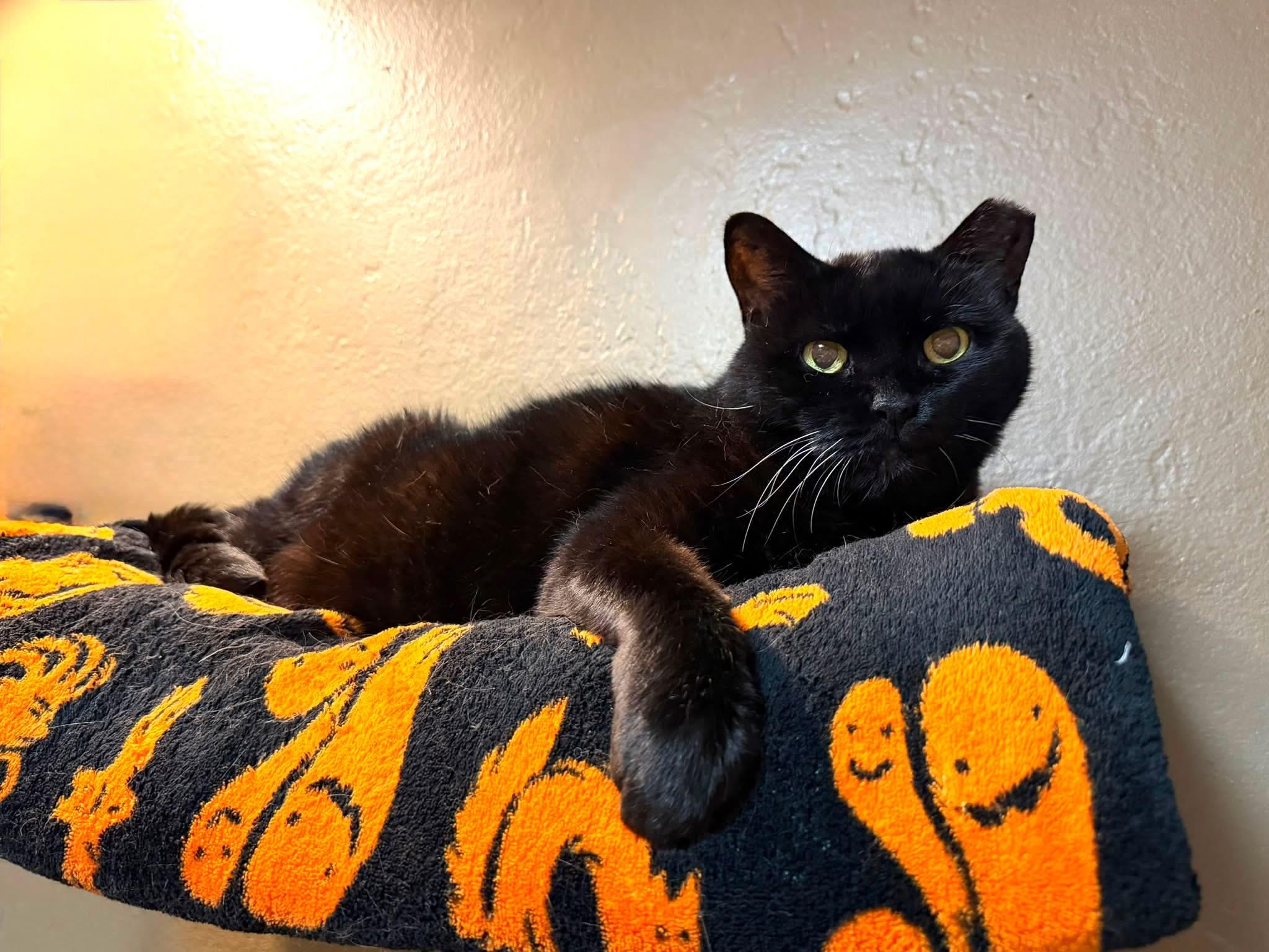 Enlarge Stormy, a Adoptable Domestic Short Hair in Crystal Lake, IL image 2/2
