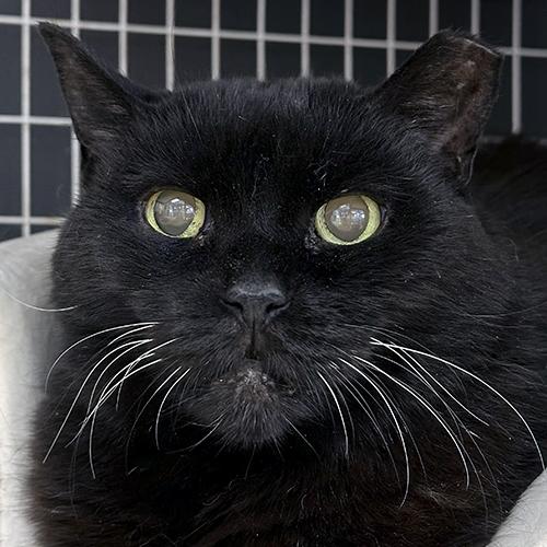 Stormy, Adoptable, Senior Female Domestic Short Hair.