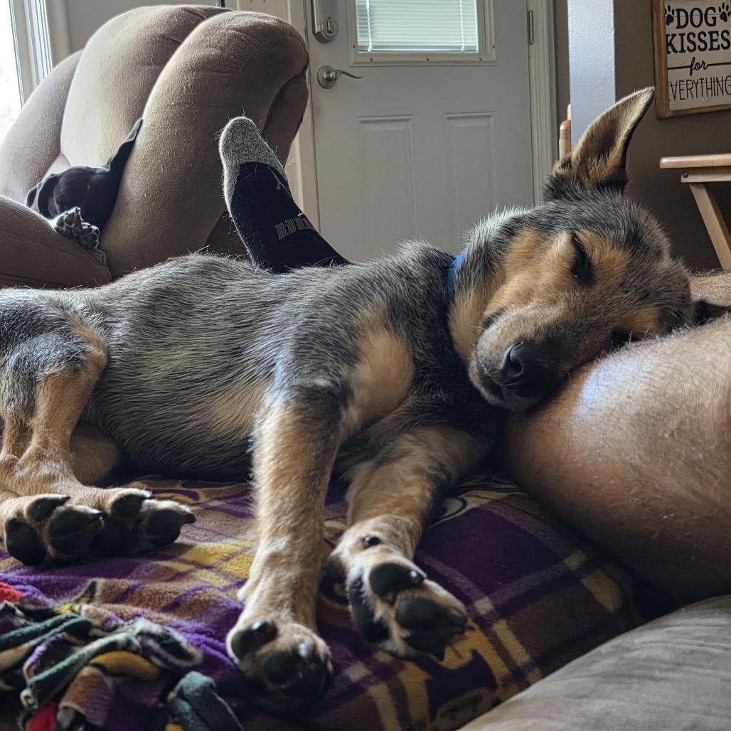 Enlarge Domino D71325, a Adoptable Australian Cattle Dog / Blue Heeler in Minnetonka, MN image 1/6