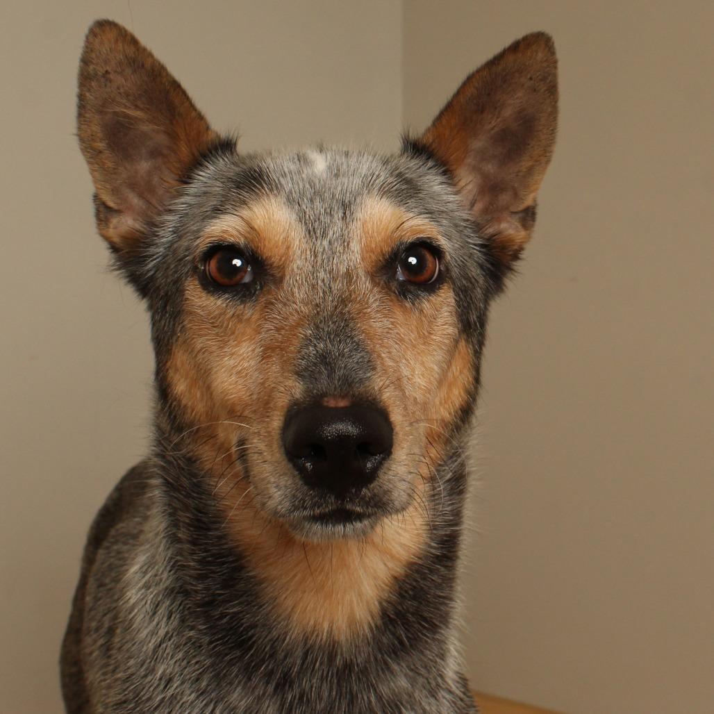 Enlarge Domino D71325, a Adoptable Australian Cattle Dog / Blue Heeler in Minnetonka, MN image 2/6