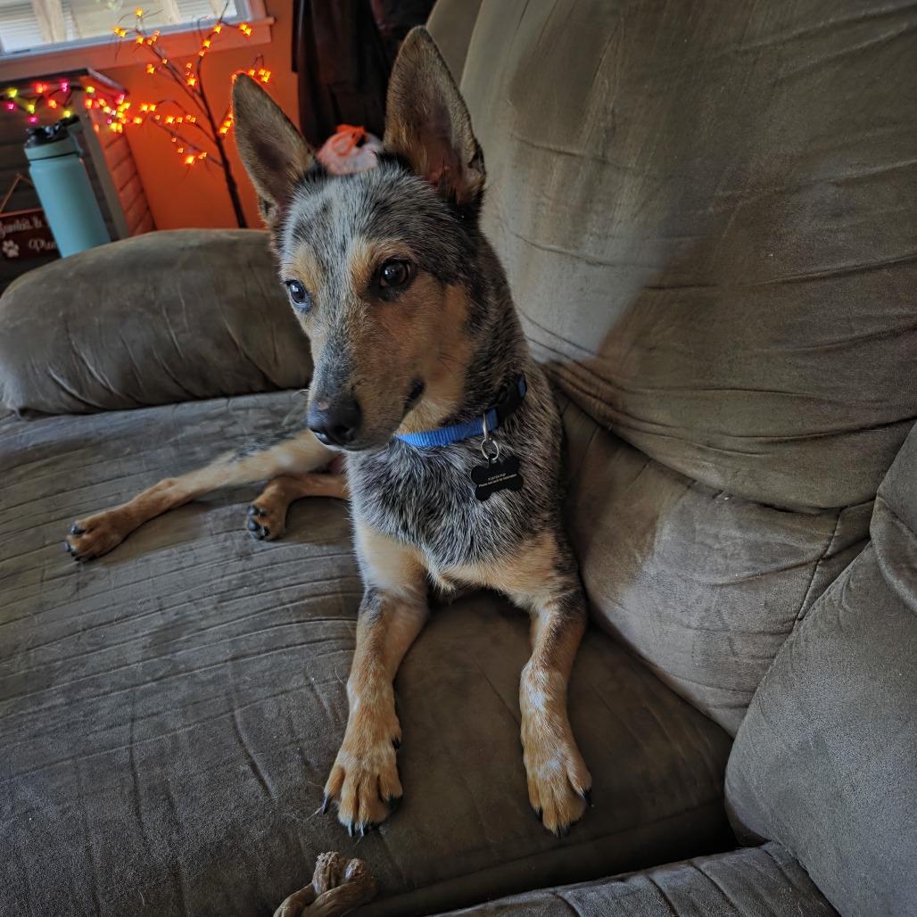 Enlarge Domino D71325, a Adoptable Australian Cattle Dog / Blue Heeler in Minnetonka, MN image 3/6