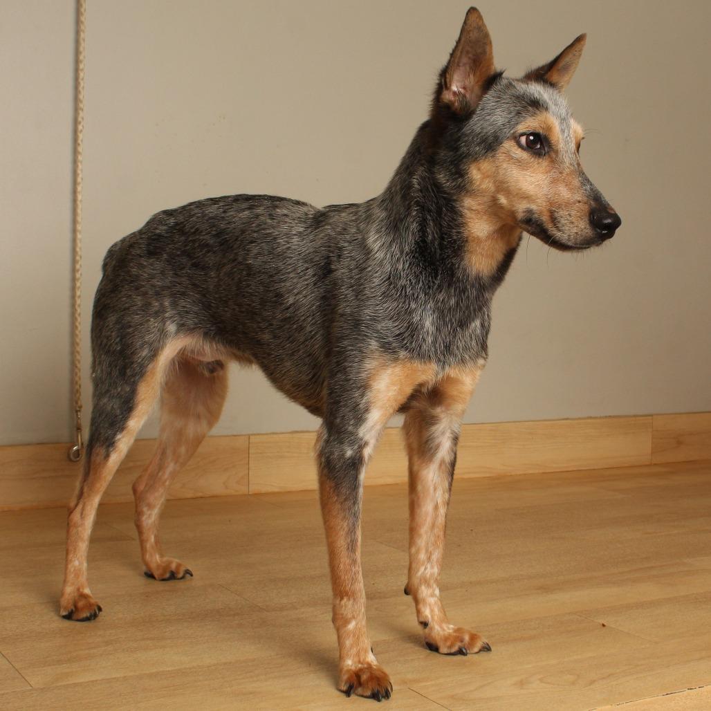 Enlarge Domino D71325, a Adoptable Australian Cattle Dog / Blue Heeler in Minnetonka, MN image 4/6