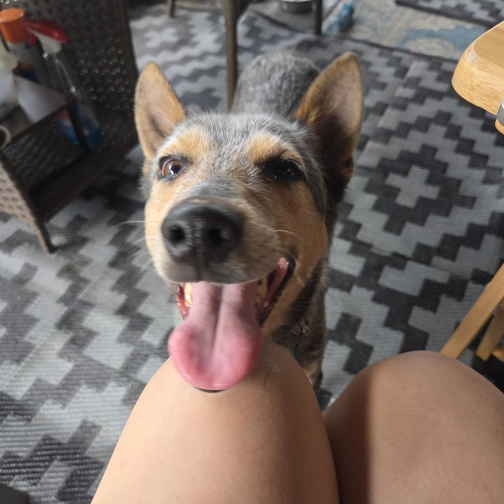 Enlarge Domino D71325, a Adoptable Australian Cattle Dog / Blue Heeler in Minnetonka, MN image 5/6