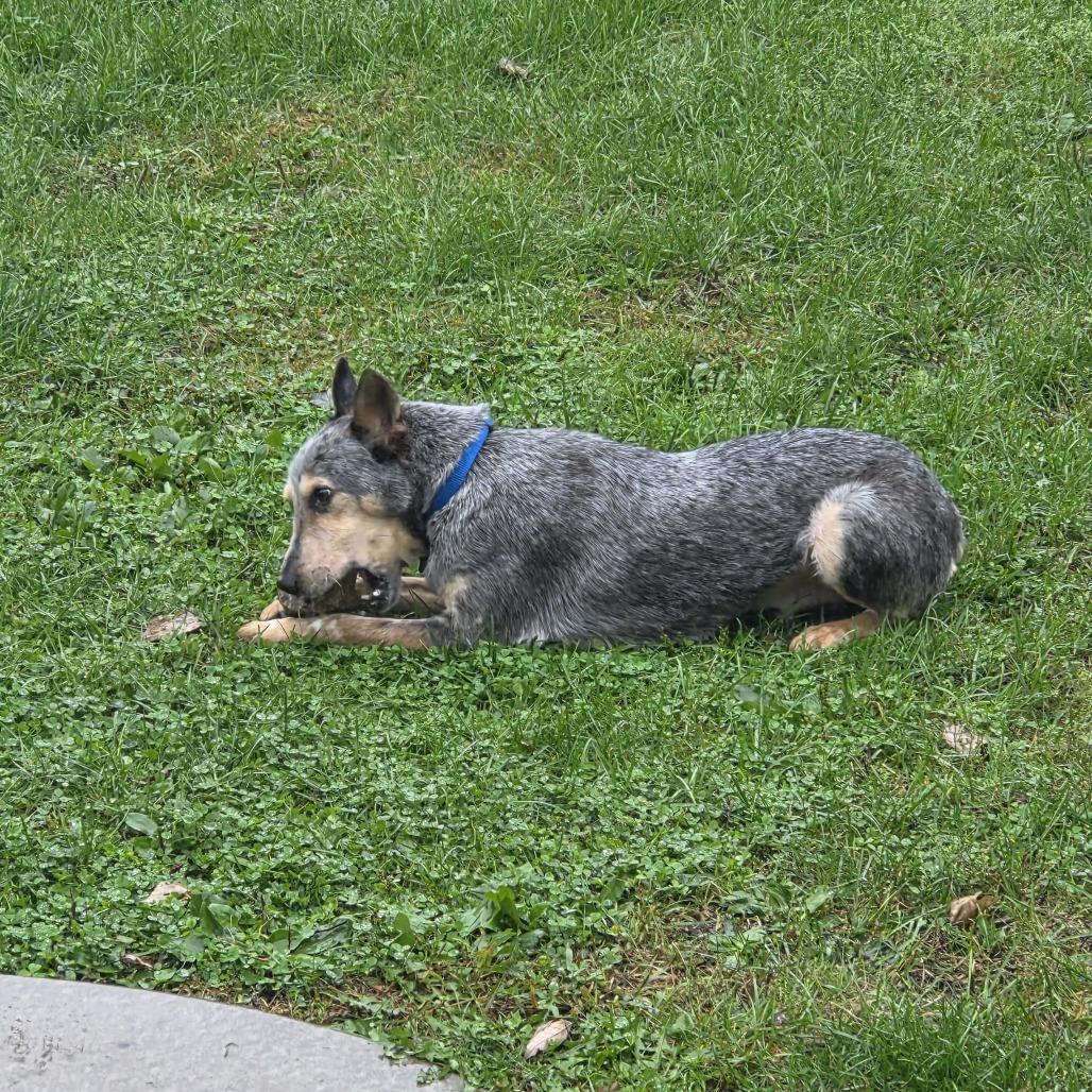 Enlarge Domino D71325, a Adoptable Australian Cattle Dog / Blue Heeler in Minnetonka, MN image 6/6