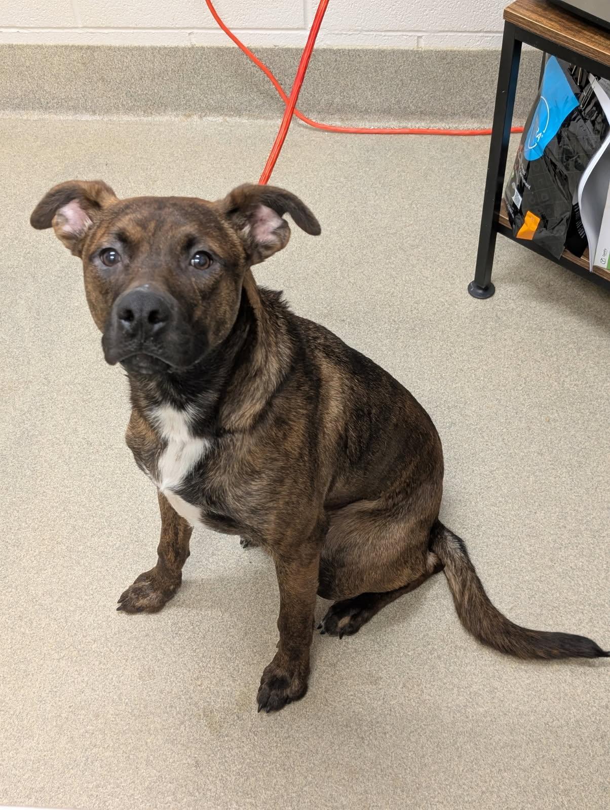 Enlarge Hilliard, a ADOPTABLE mixed breed in Mount Vernon, OH image 1/1