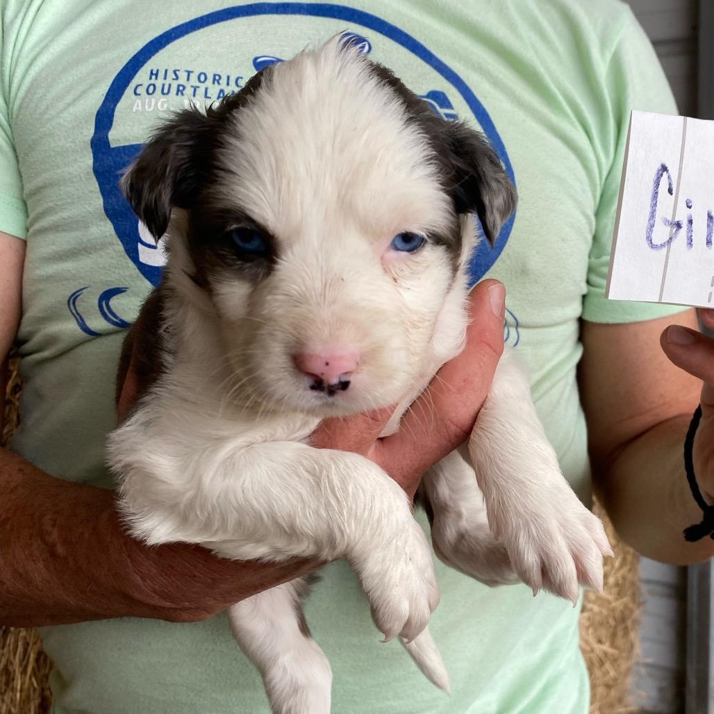 Pat-a-cake (in PA), Adoptable, Puppy Female Australian Shepherd.