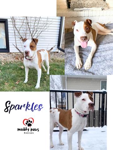 Sparkles (Survivors Litter), Adoptable, Young Female Rottweiler & Pit Bull Terrier.