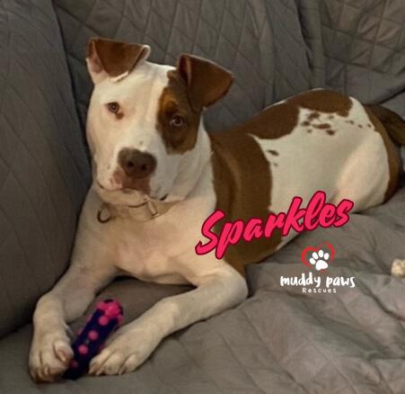 Sparkles (Survivors Litter), a Adoptable mixed breed in Council Bluffs, IA image 1/6