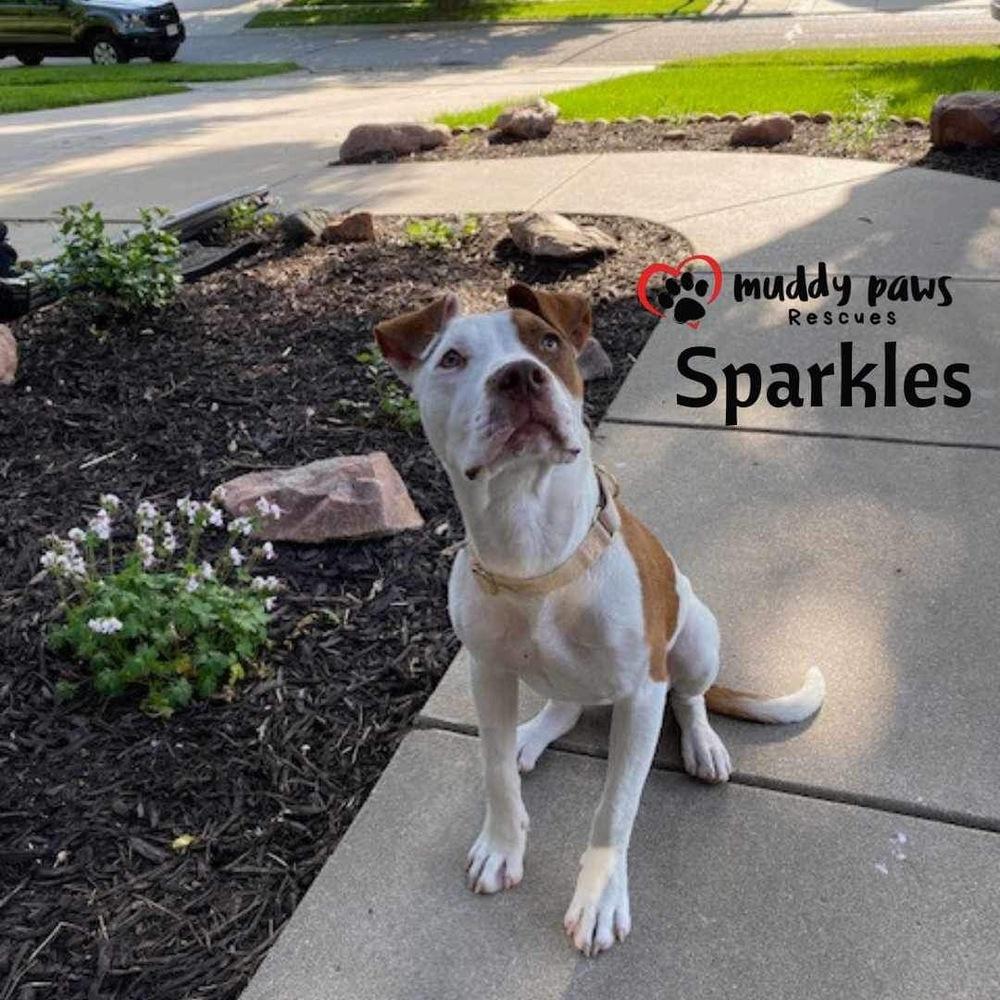 Sparkles (Survivors Litter) — thumbnail 2