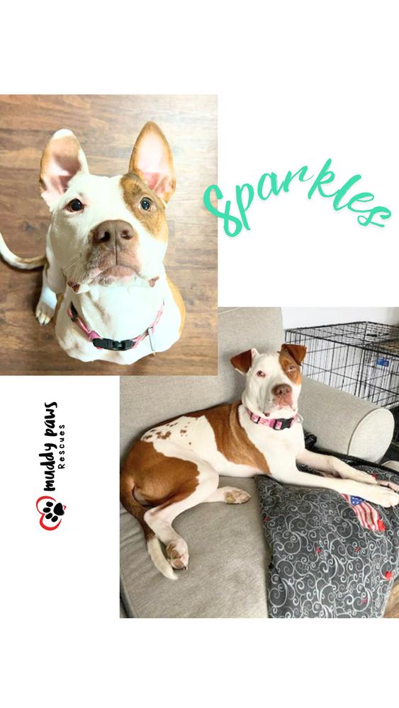 Enlarge Sparkles (Survivors Litter), a Adoptable mixed breed in Council Bluffs, IA image 3/6