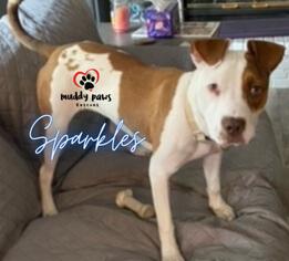 Sparkles (Survivors Litter), a Adoptable mixed breed in Council Bluffs, IA image 4/6