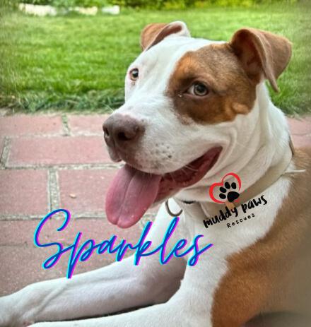 Sparkles (Survivors Litter), a Adoptable mixed breed in Council Bluffs, IA image 5/6