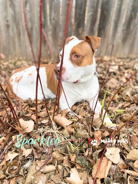 Enlarge Sparkles (Survivors Litter), a Adoptable mixed breed in Council Bluffs, IA image 5/6