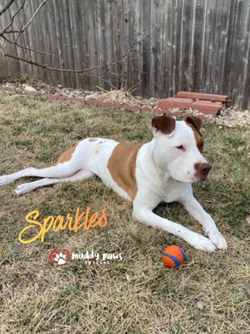Enlarge Sparkles (Survivors Litter), a Adoptable mixed breed in Council Bluffs, IA image 6/6