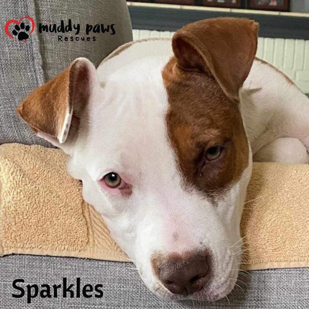 Sparkles (Survivors Litter), a Adoptable mixed breed in Council Bluffs, IA image 6/6