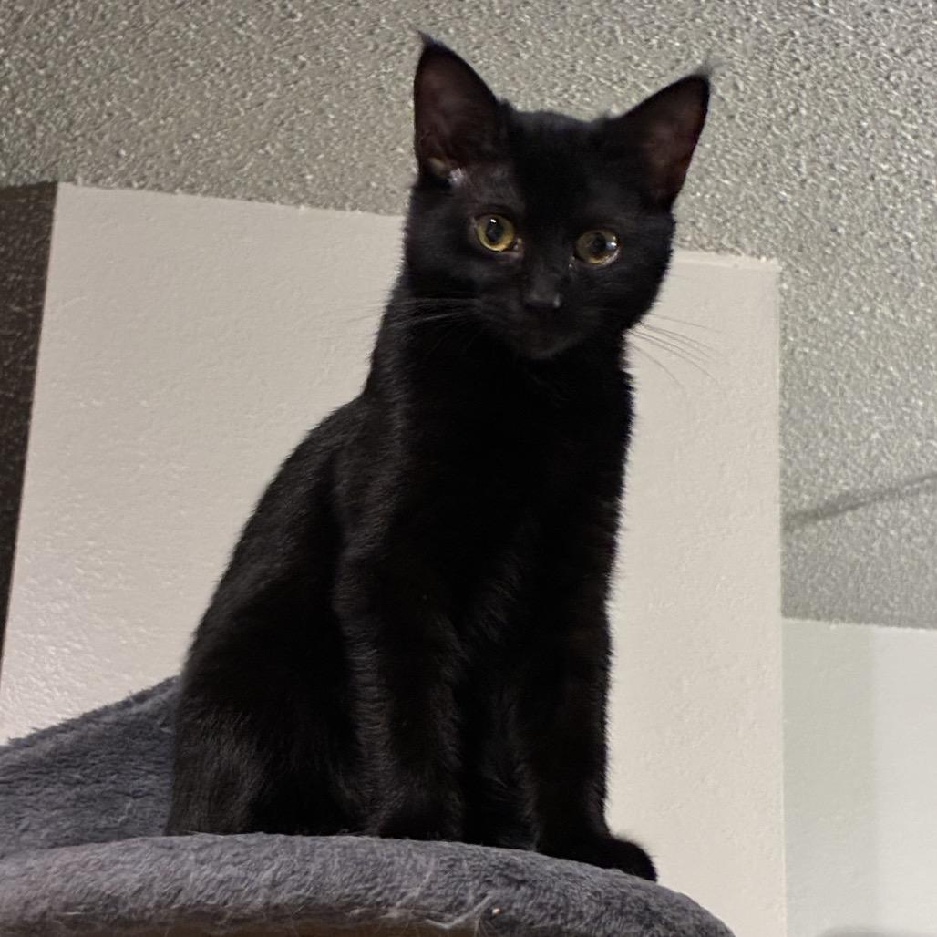 Enlarge Spice Girl, a Adoptable Domestic Short Hair in Ferndale, WA image 1/1