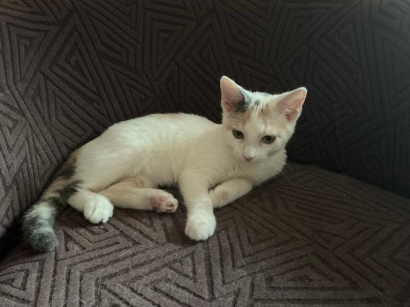 Enlarge Arya KITTEN, a ADOPTABLE Calico in Waverly, IA image 6/6