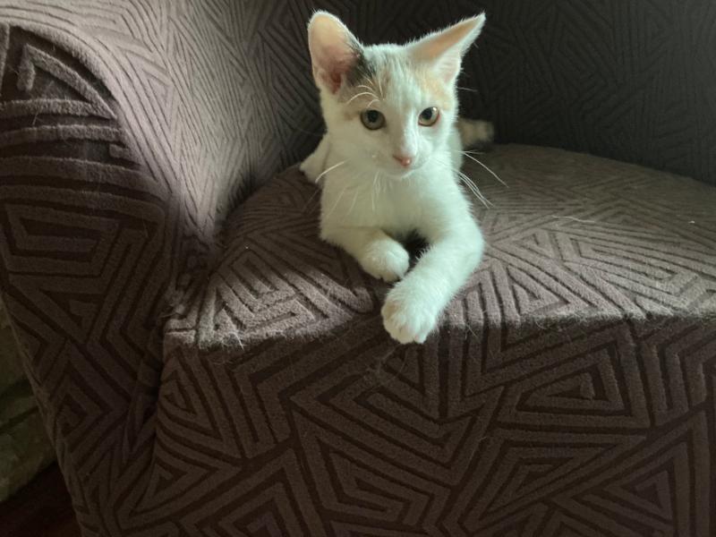 Enlarge Arya KITTEN, a ADOPTABLE Calico in Waverly, IA image 5/6