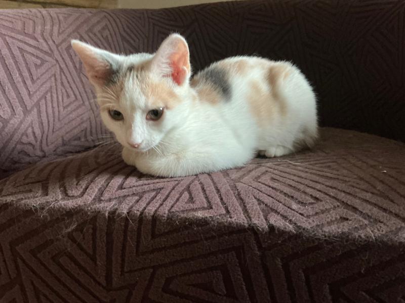 Enlarge Arya KITTEN, a ADOPTABLE Calico in Waverly, IA image 3/6