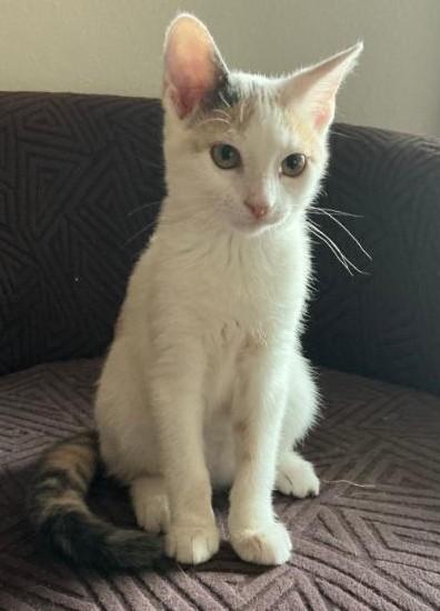 Enlarge Arya KITTEN, a ADOPTABLE Calico in Waverly, IA image 1/6