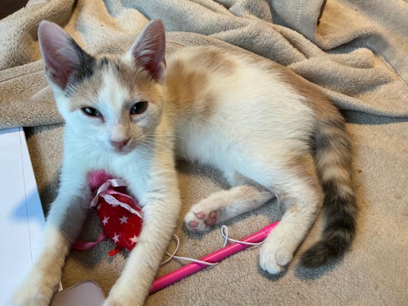 Enlarge Arya KITTEN, a ADOPTABLE Calico in Waverly, IA image 2/6