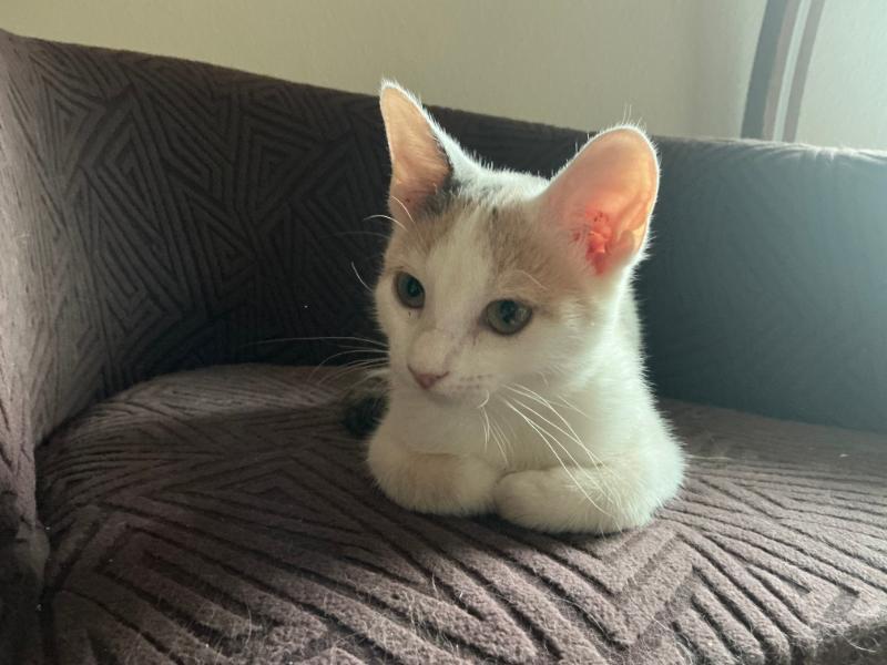 Enlarge Arya KITTEN, a ADOPTABLE Calico in Waverly, IA image 4/6
