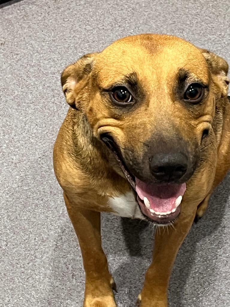 Cookie, Adoptable, Puppy Female Black Mouth Cur.