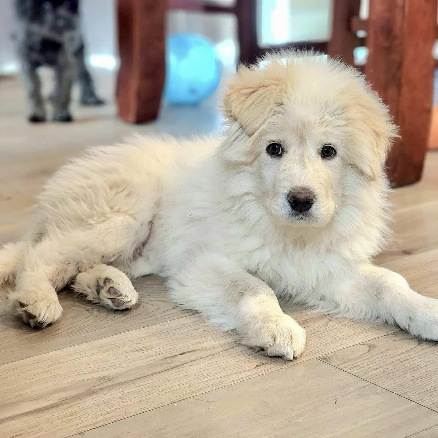 Enlarge Timber , a ADOPTABLE mixed breed in Mead, CO image 3/6