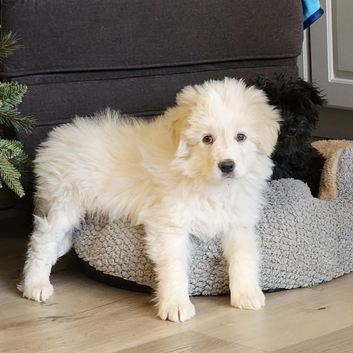 Enlarge Timber , a ADOPTABLE mixed breed in Mead, CO image 6/6