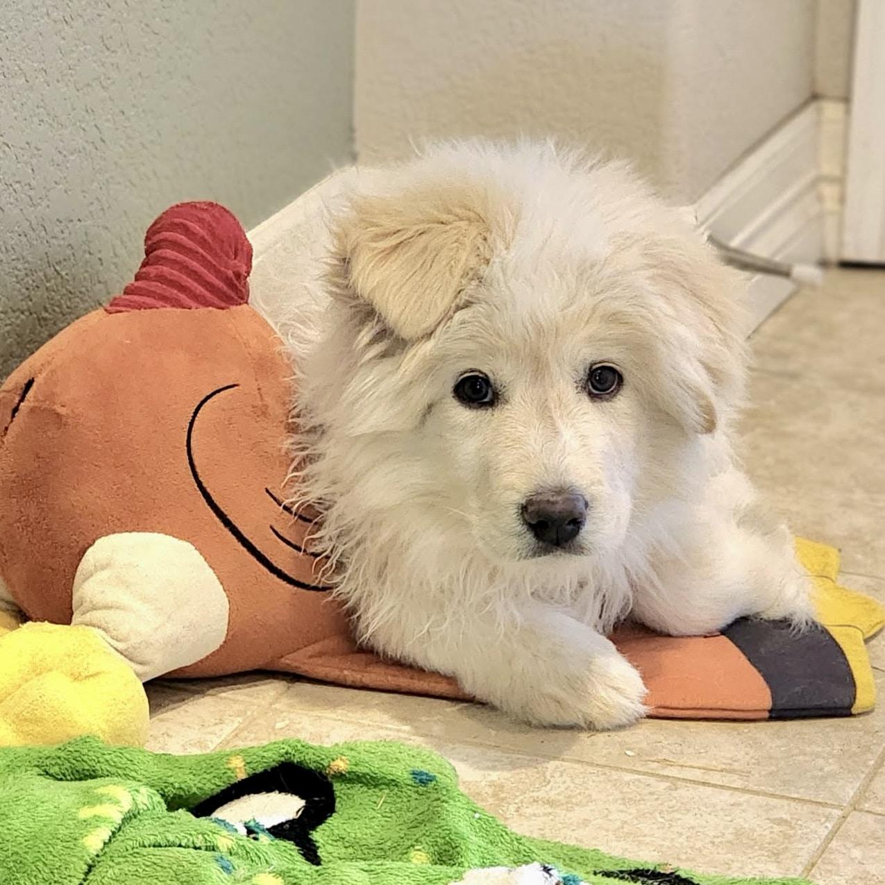 Enlarge Timber , a ADOPTABLE mixed breed in Mead, CO image 4/6