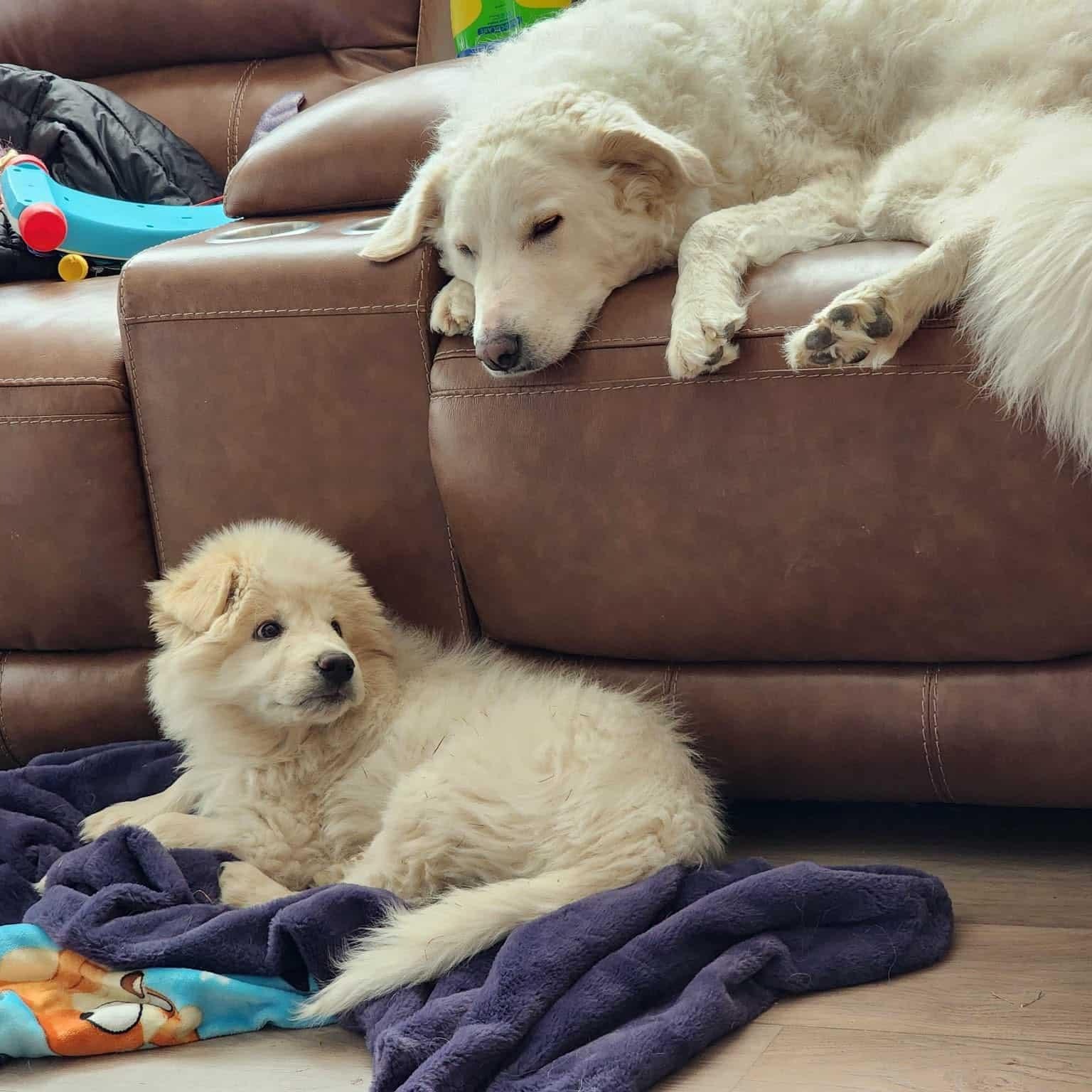 Enlarge Timber , a ADOPTABLE mixed breed in Mead, CO image 2/6