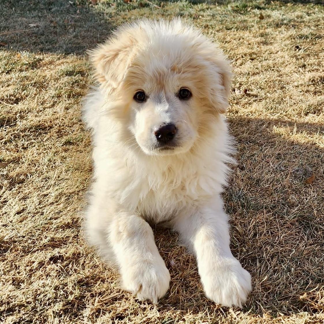 Enlarge Timber , a ADOPTABLE mixed breed in Mead, CO image 5/6