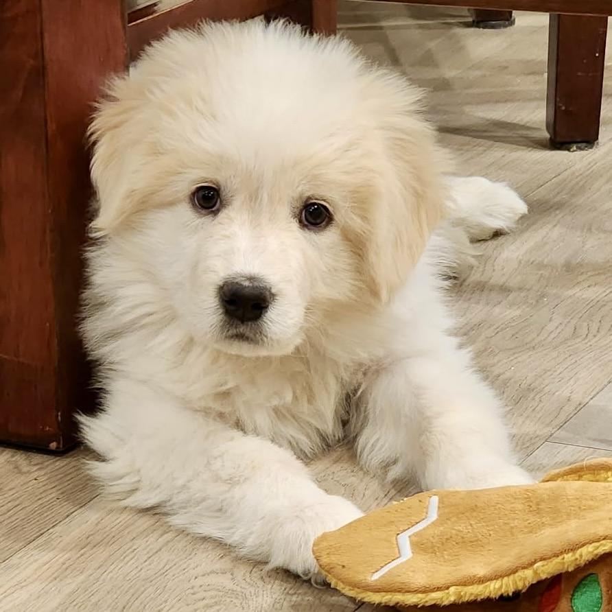 Enlarge Timber , a ADOPTABLE mixed breed in Mead, CO image 1/6