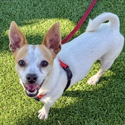 Champ, a Adoptable mixed breed in San Francisco, CA image 1/3