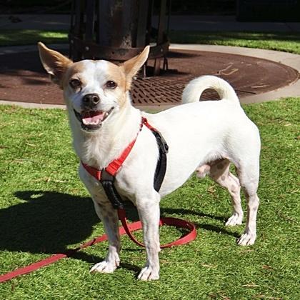 Champ, a Adoptable mixed breed in San Francisco, CA image 2/3