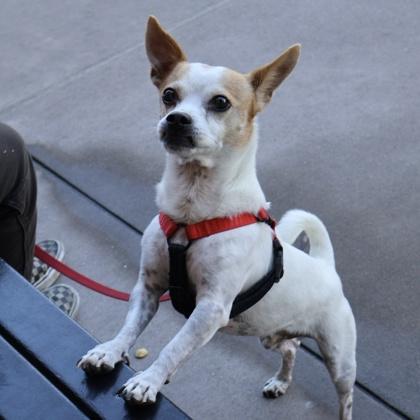 Champ, a Adoptable mixed breed in San Francisco, CA image 3/3