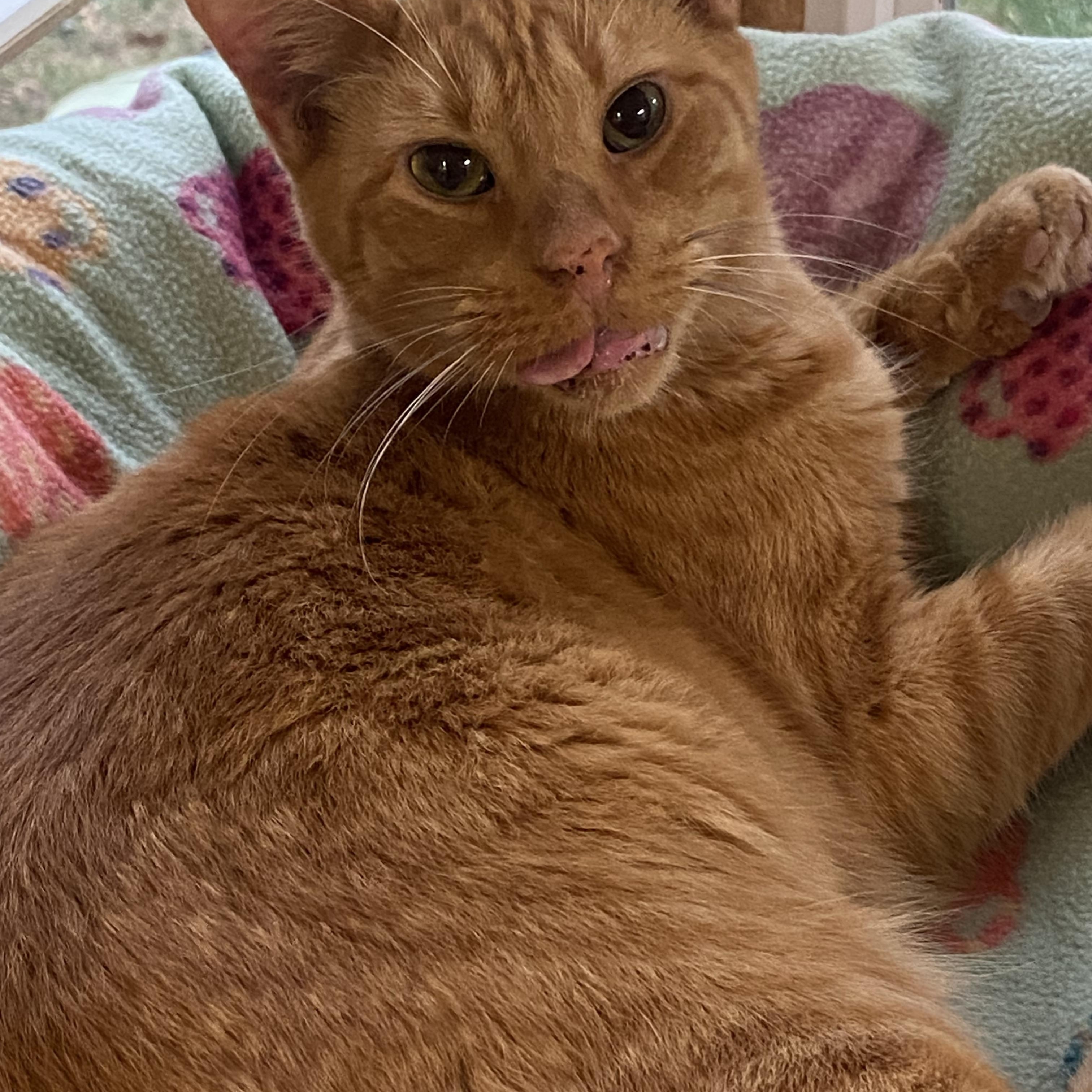 Beastie, Adoptable, Senior Male Domestic Short Hair.