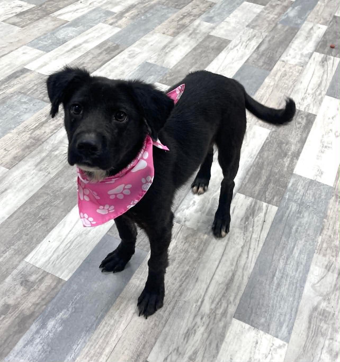 Bailey the beautiful girl, Adoptable, Young Female Labrador Retriever & Shepherd.