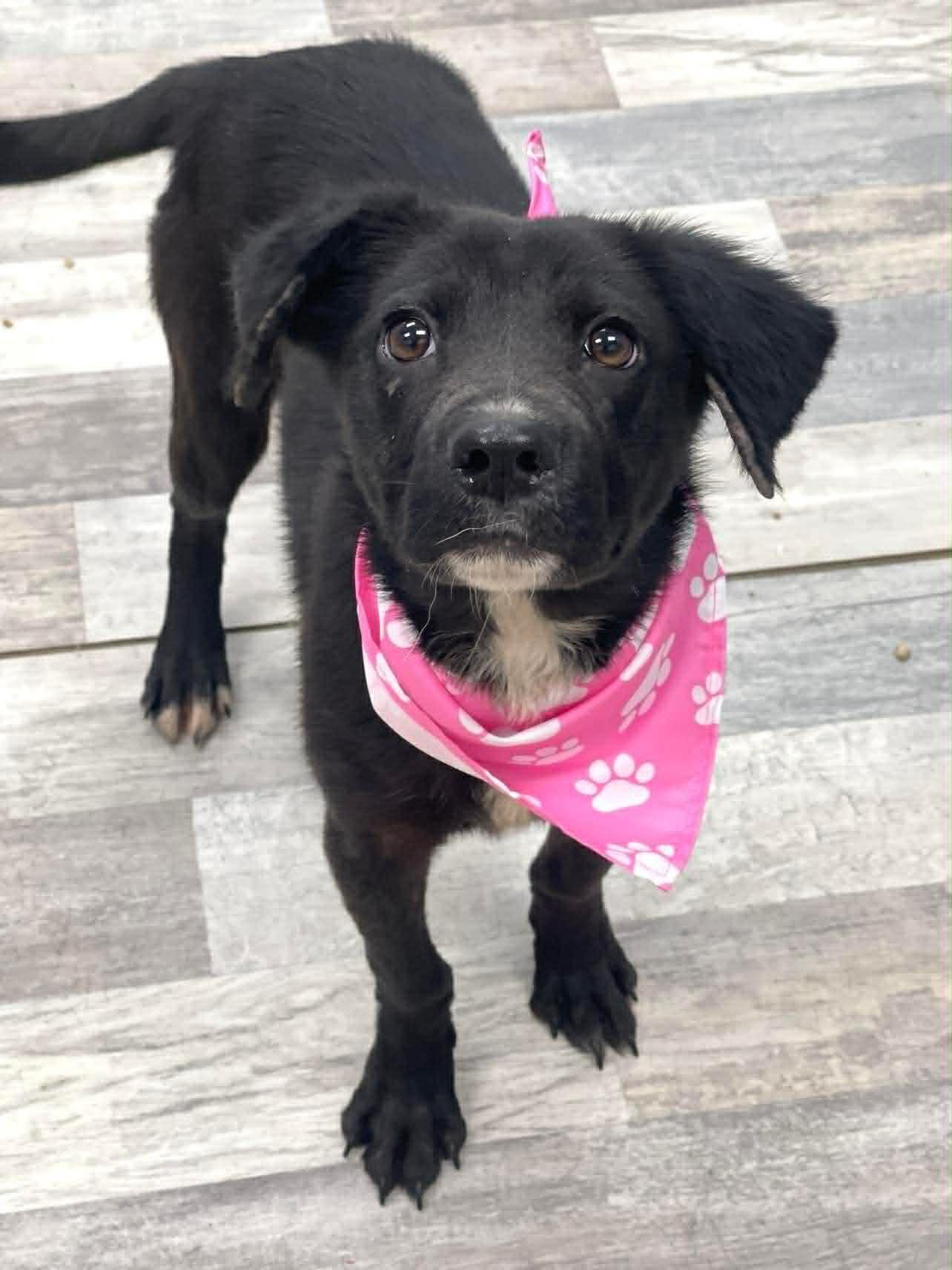 Bailey the beautiful girl, a Adoptable mixed breed in Muskego, WI image 4/4