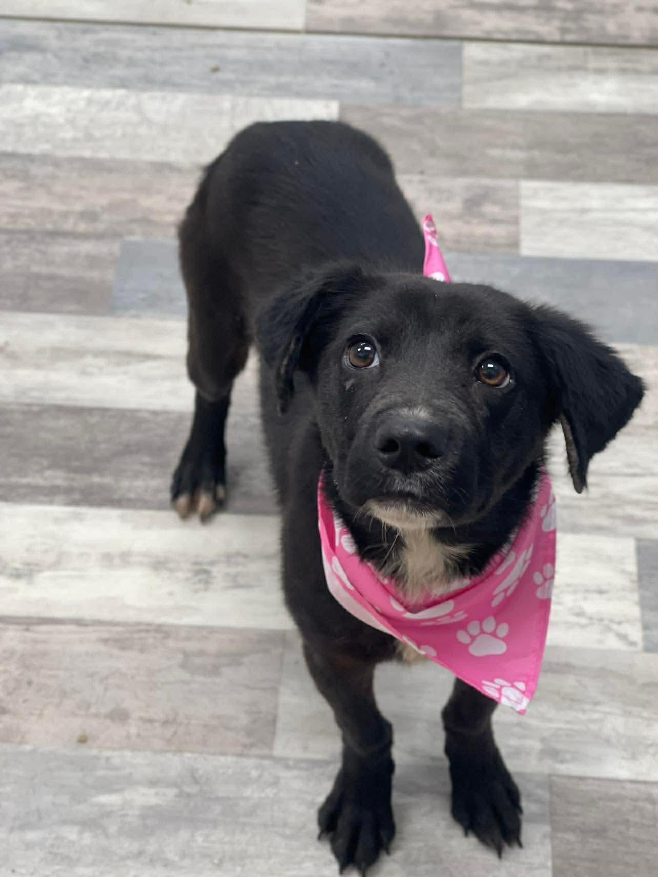 Bailey the beautiful girl, a Adoptable mixed breed in Muskego, WI image 3/4