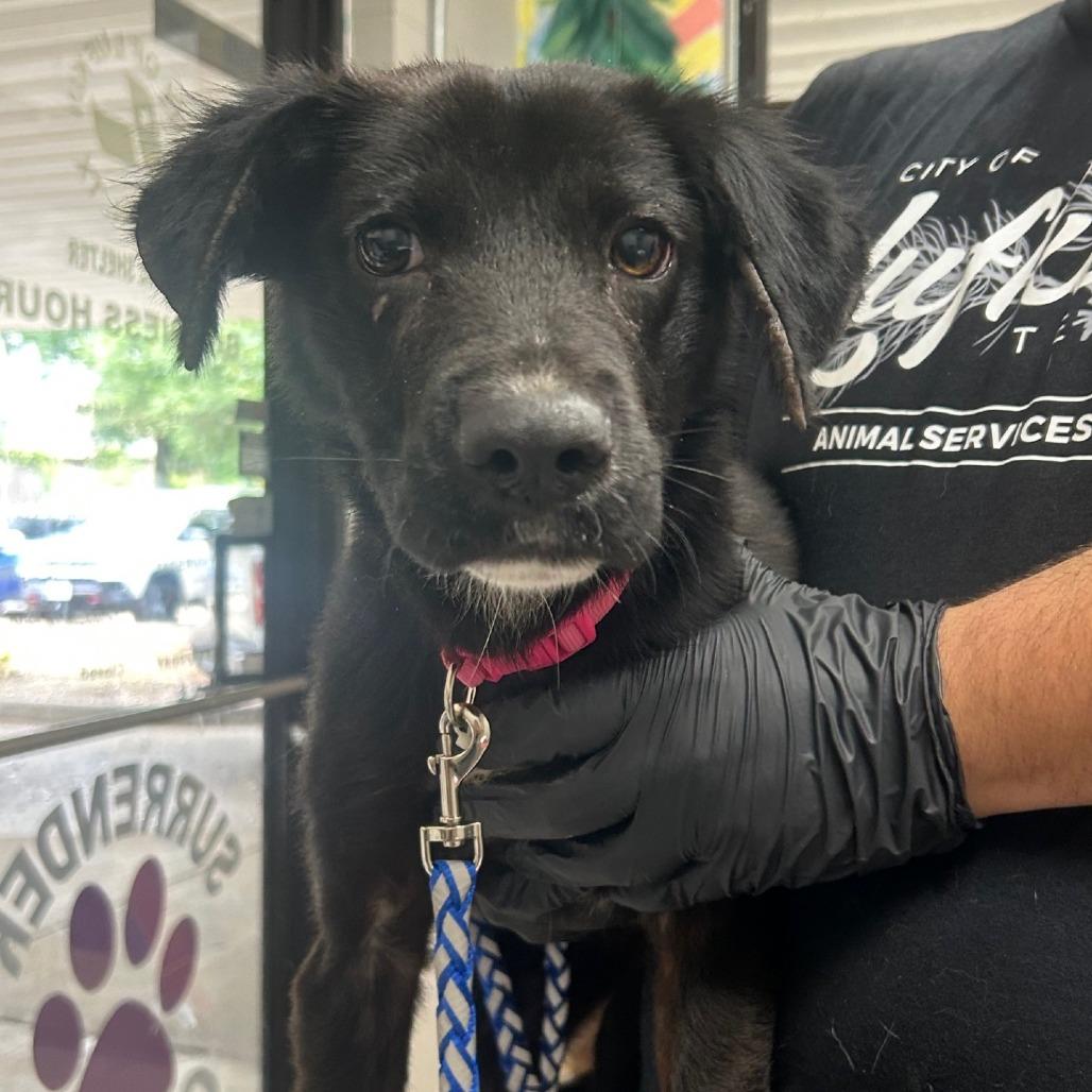 Bailey the beautiful girl, a Adoptable mixed breed in Muskego, WI image 2/4