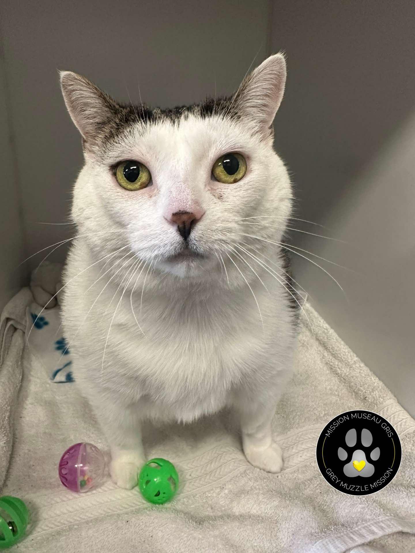 Chikis, Adoptable, Senior Female Domestic Short Hair.