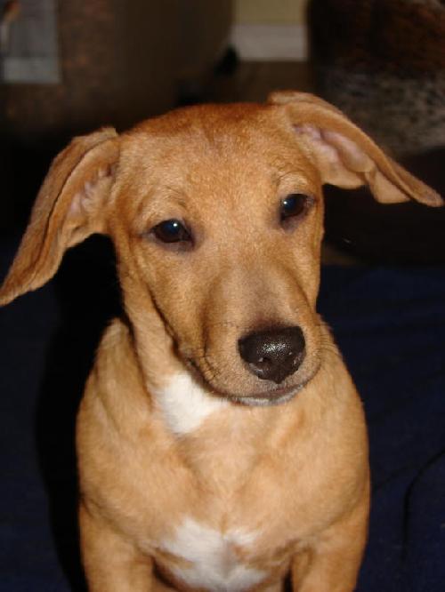 Enlarge Teddy, a Adopted Dachshund in Oklahoma City, OK image 1/3