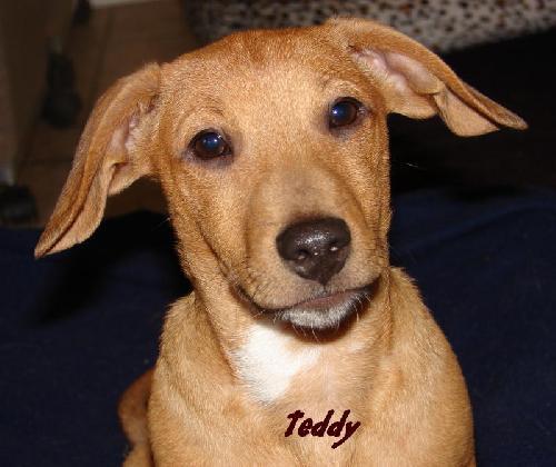 Enlarge Teddy, a Adopted Dachshund in Oklahoma City, OK image 2/3