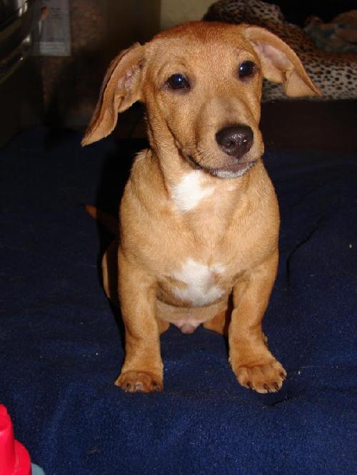 Enlarge Teddy, a Adopted Dachshund in Oklahoma City, OK image 3/3