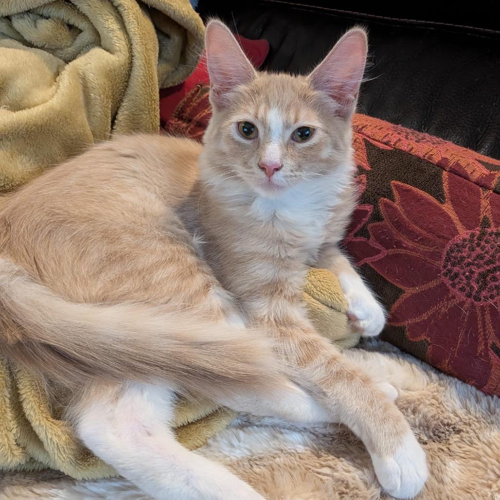 Giuseppe, Adoptable, Kitten Male Domestic Long Hair.