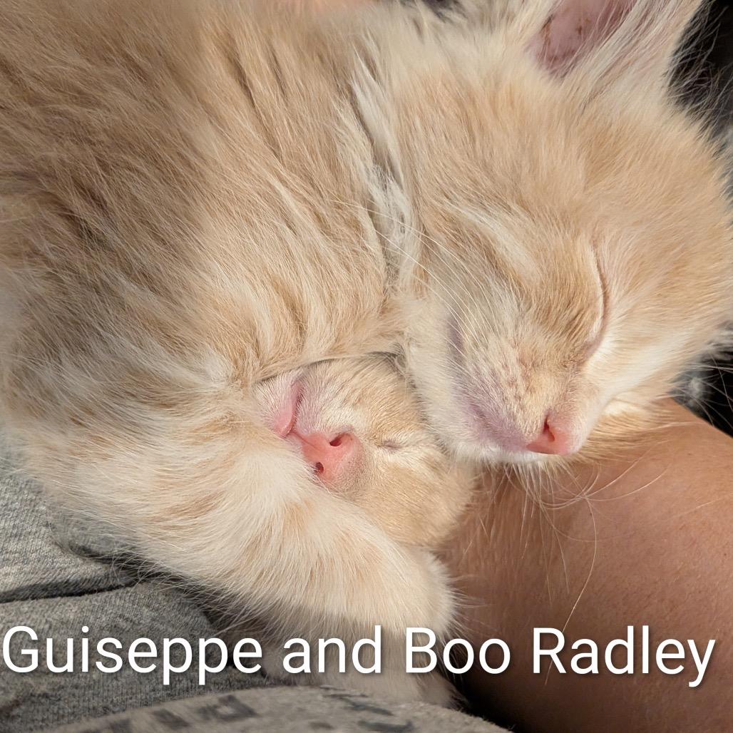 Enlarge Giuseppe, a Adoptable Domestic Long Hair in Talent, OR image 2/6