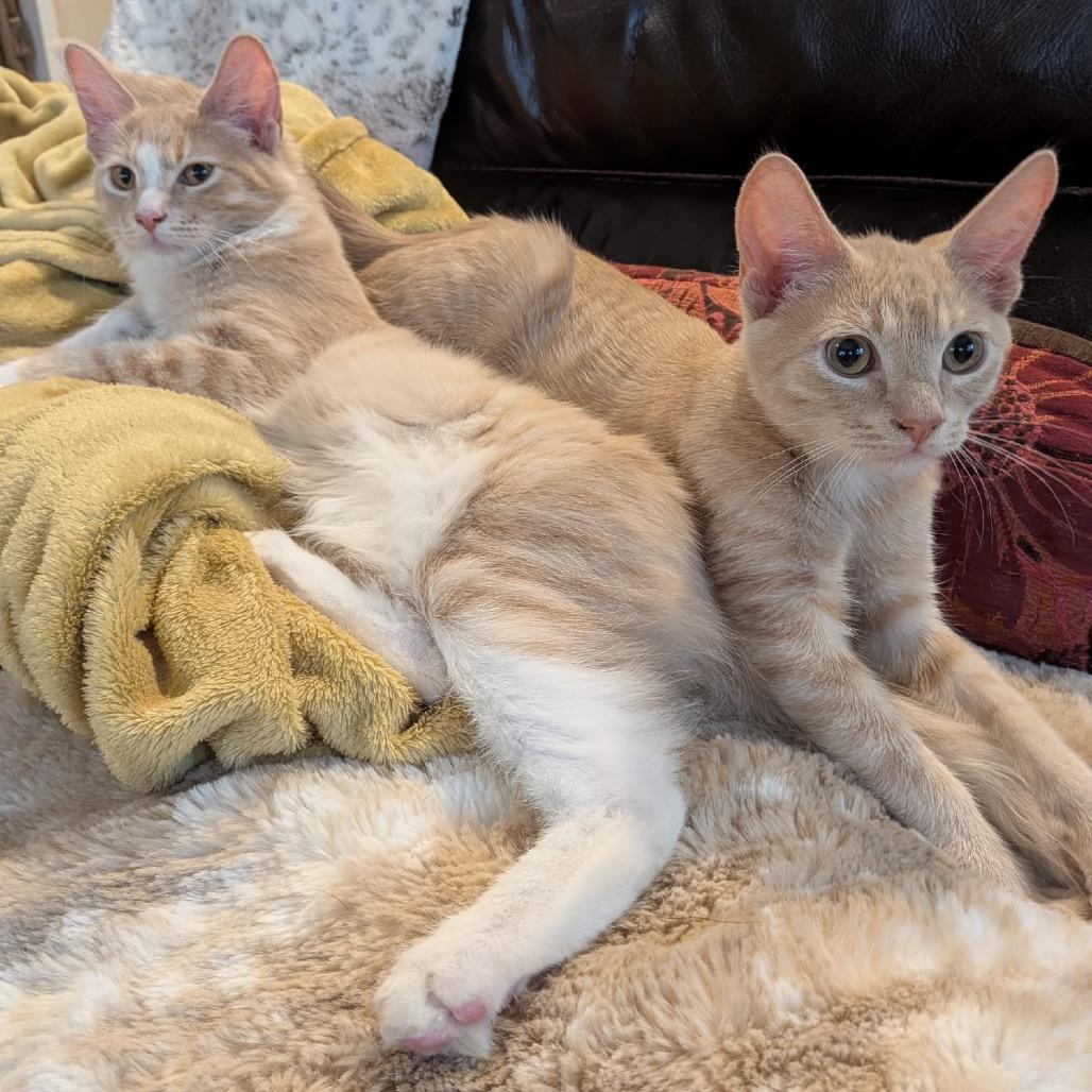 Enlarge Giuseppe, a Adoptable Domestic Long Hair in Talent, OR image 3/6